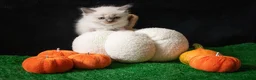 Ragdoll cats for sale: Gorgeous well handled kittens - Advert 6