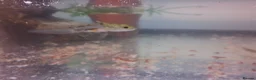 Other/Mixed Breed fish for sale: Baby axolotl  - Advert 6