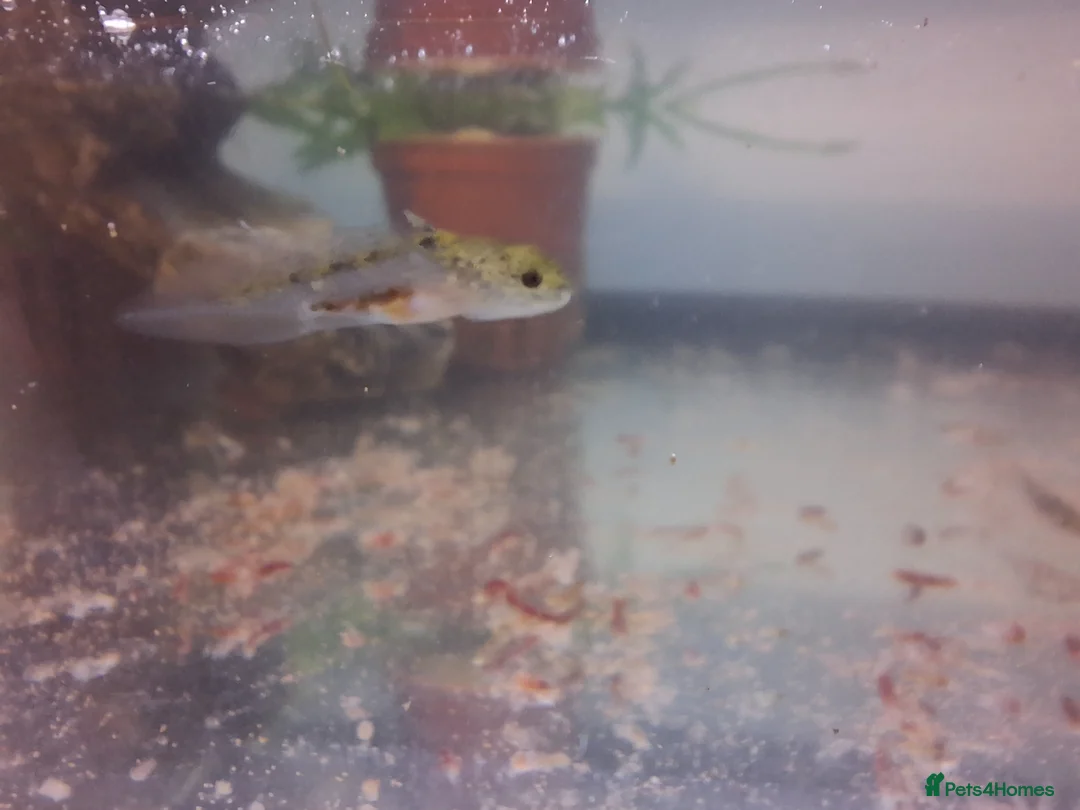Other/Mixed Breed fish for sale: Baby axolotl  - Advert 6