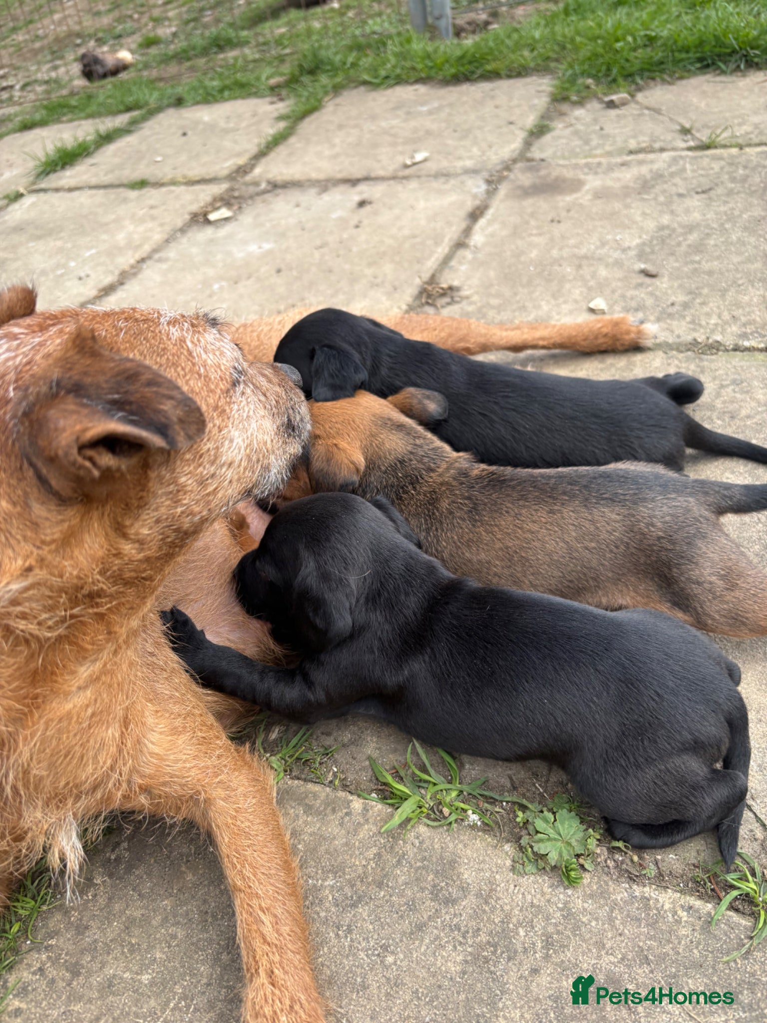 Mixed Breed dogs Cocker Spaniel/Patterdale terrier  - Advert 2