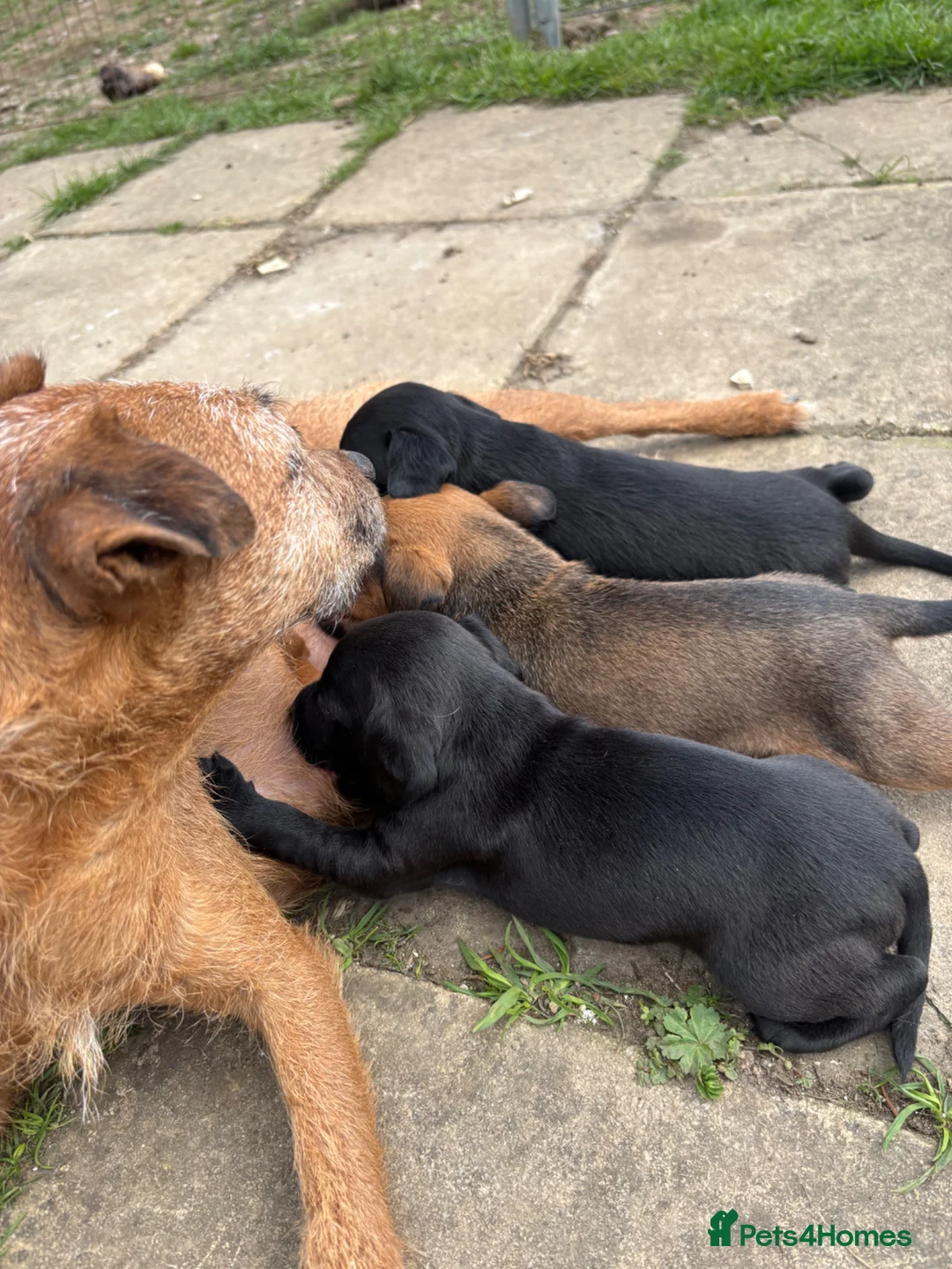 Mixed Breed dogs for sale: Cocker Spaniel/Patterdale terrier  in Killin - Advert 1