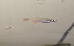 Minnows fish for sale: Vietnamese Minnows - Image 1