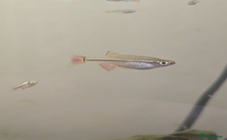 Minnows fish - Advert 2