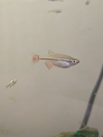 Minnows fish - Advert 5