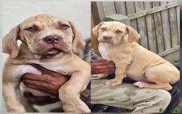 Mastiff dogs for sale: Mastiff Puppy 4 - Boerbel x ultimate Mastiff - Image 1