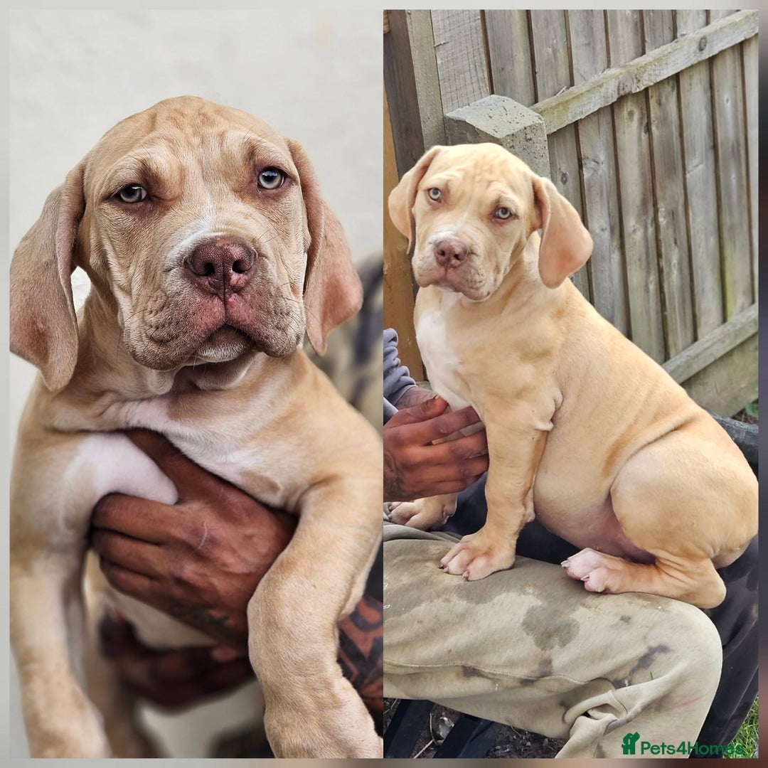 Mastiff dogs for sale: Mastiff Puppy 4 - Boerbel x ultimate Mastiff - Image 1