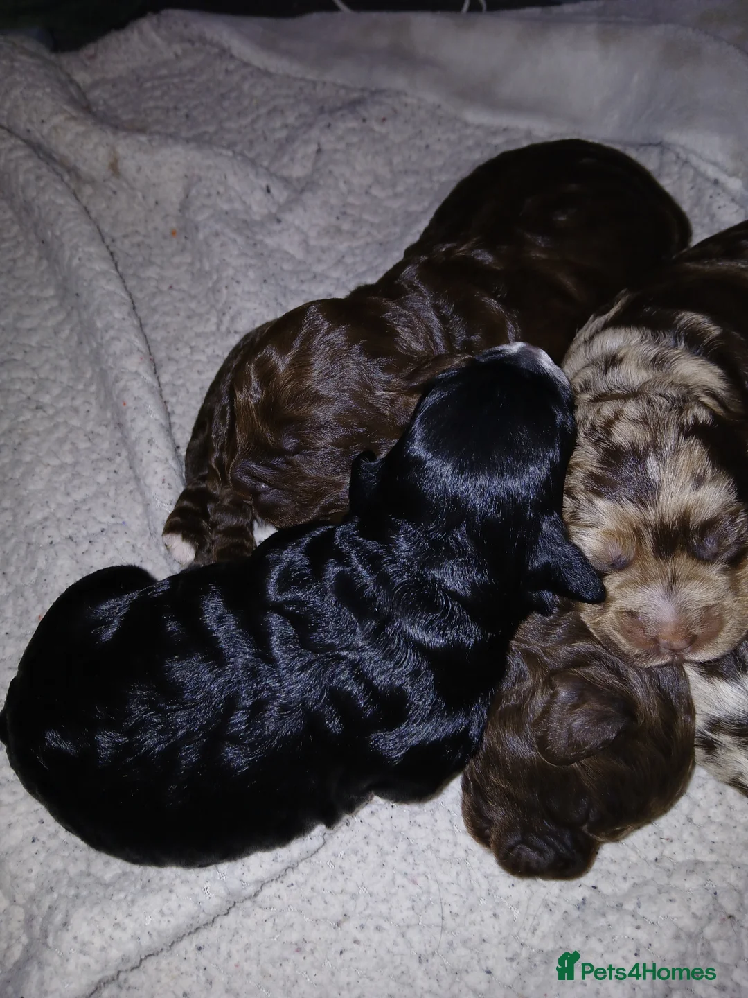 Cockapoo dogs for sale: F1 miniature cockapoos available 16th feb - Advert 11