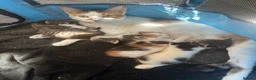 Mixed Breed cats for sale: beautiful mixed breed litter  in Cambridge - Advert 12