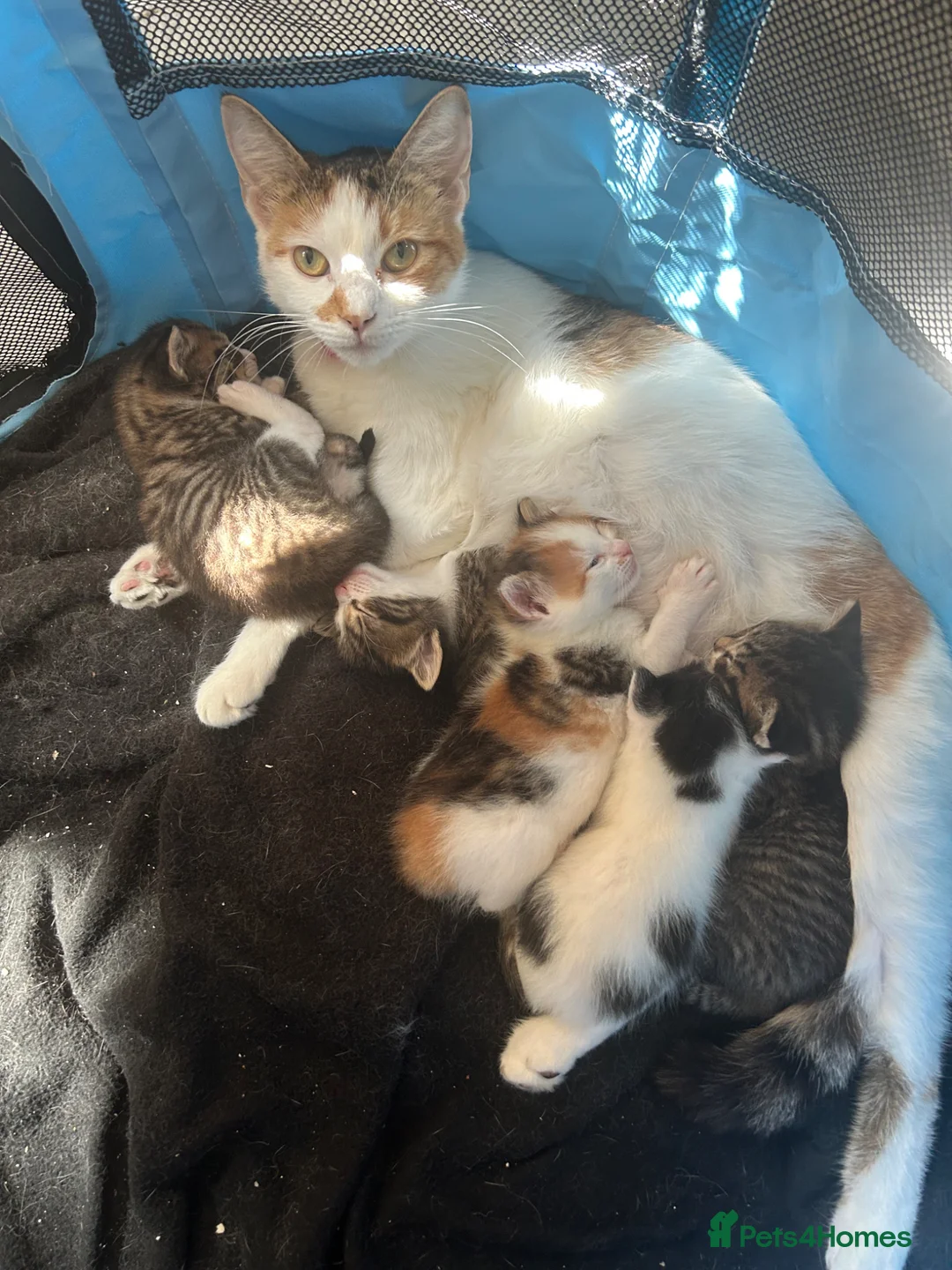 Mixed Breed cats for sale: beautiful mixed breed litter  in Cambridge - Advert 12