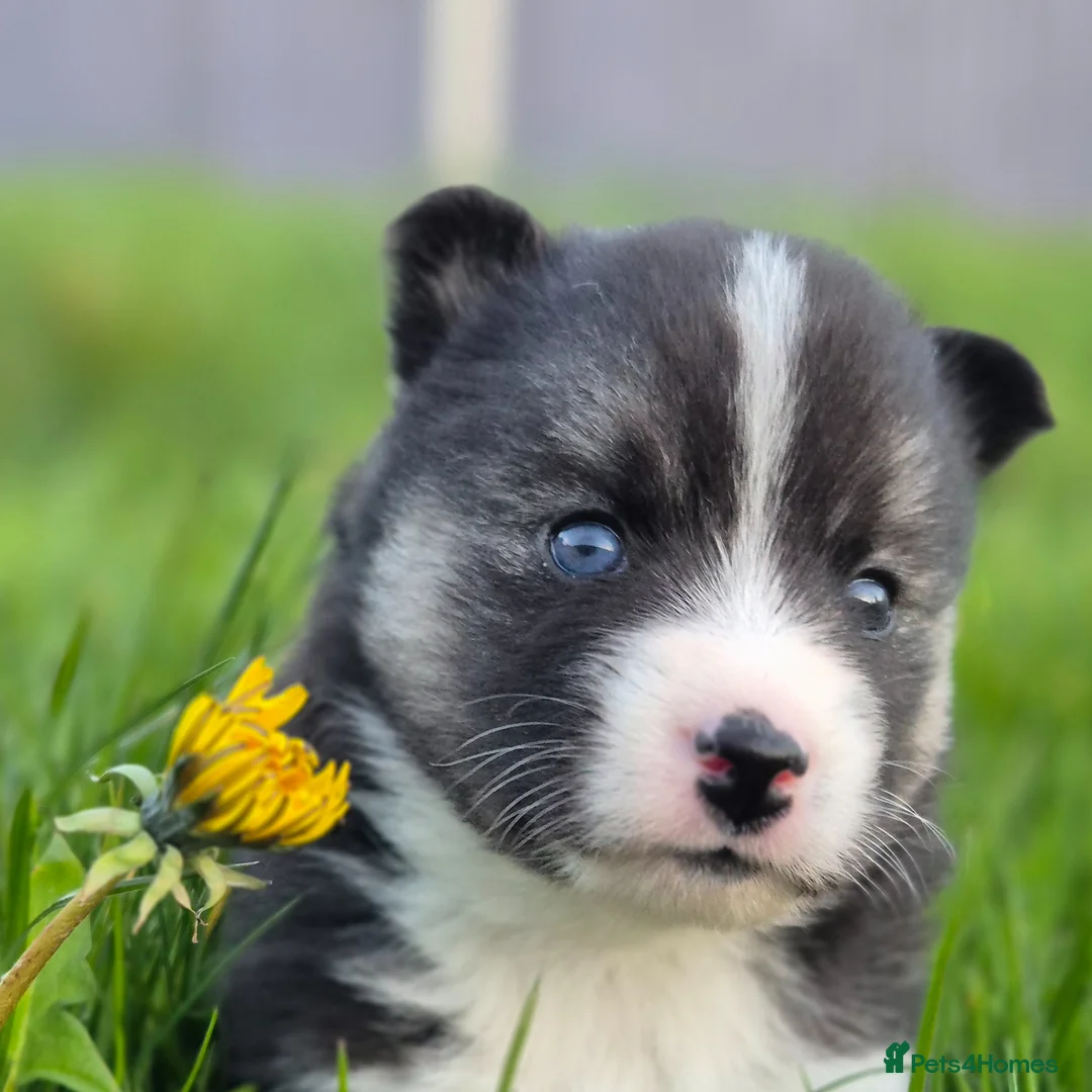Pomsky dogs for sale: F3 Pomsky Puppies | 5⭐ Licensed | BVA Tested - Advert 2