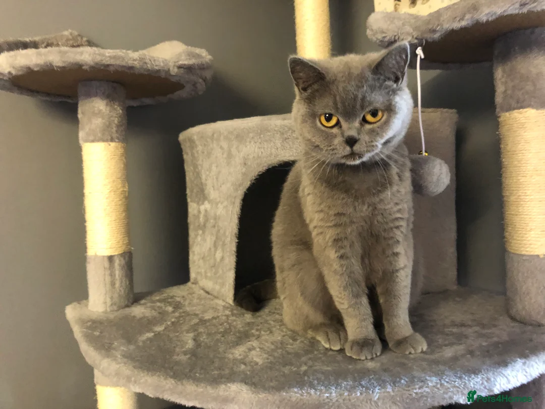 British Shorthair cats for sale: British shorthair female been sprayed  - Advert 2