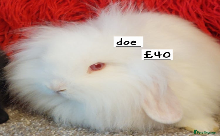 Mini Lop rabbits - Advert 16