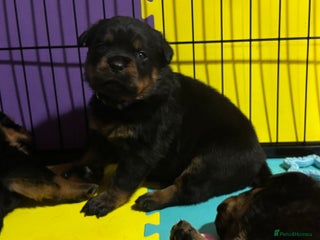 Rottweiler dogs Top Quality KC Health Tested Rottweiler Puppies - Advert 5