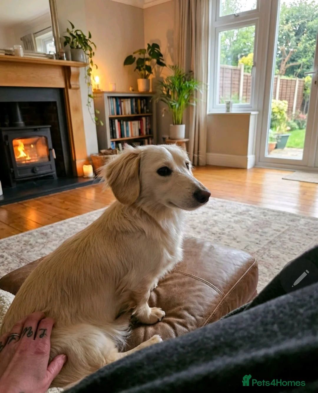 Miniature Dachshund dogs for stud: STUNNING ee/ii DOUBLE INTENSITY CREAM STUD - Advert 6