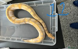 Python Snake reptiles for sale: Royal Pythons - Image 11