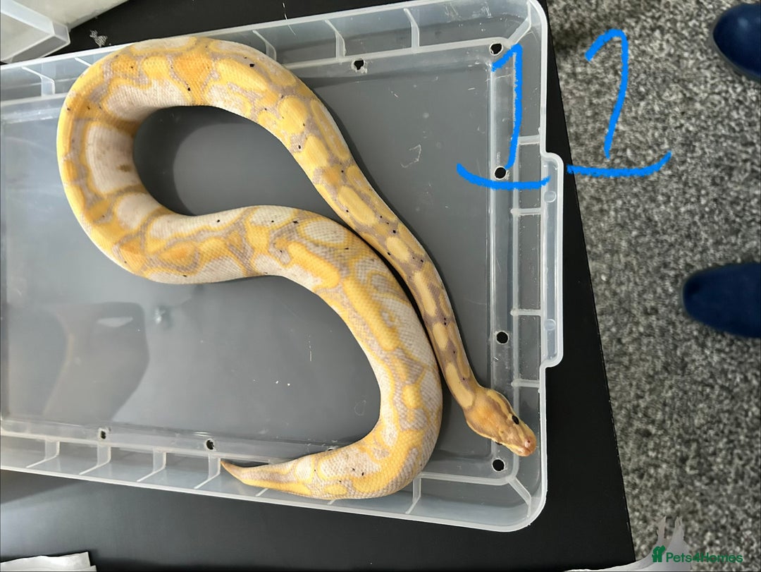 Python Snake reptiles for sale: Royal Pythons - Image 11