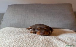 Dachshund dogs for sale: Gorgeous happy puppies  - Image 8