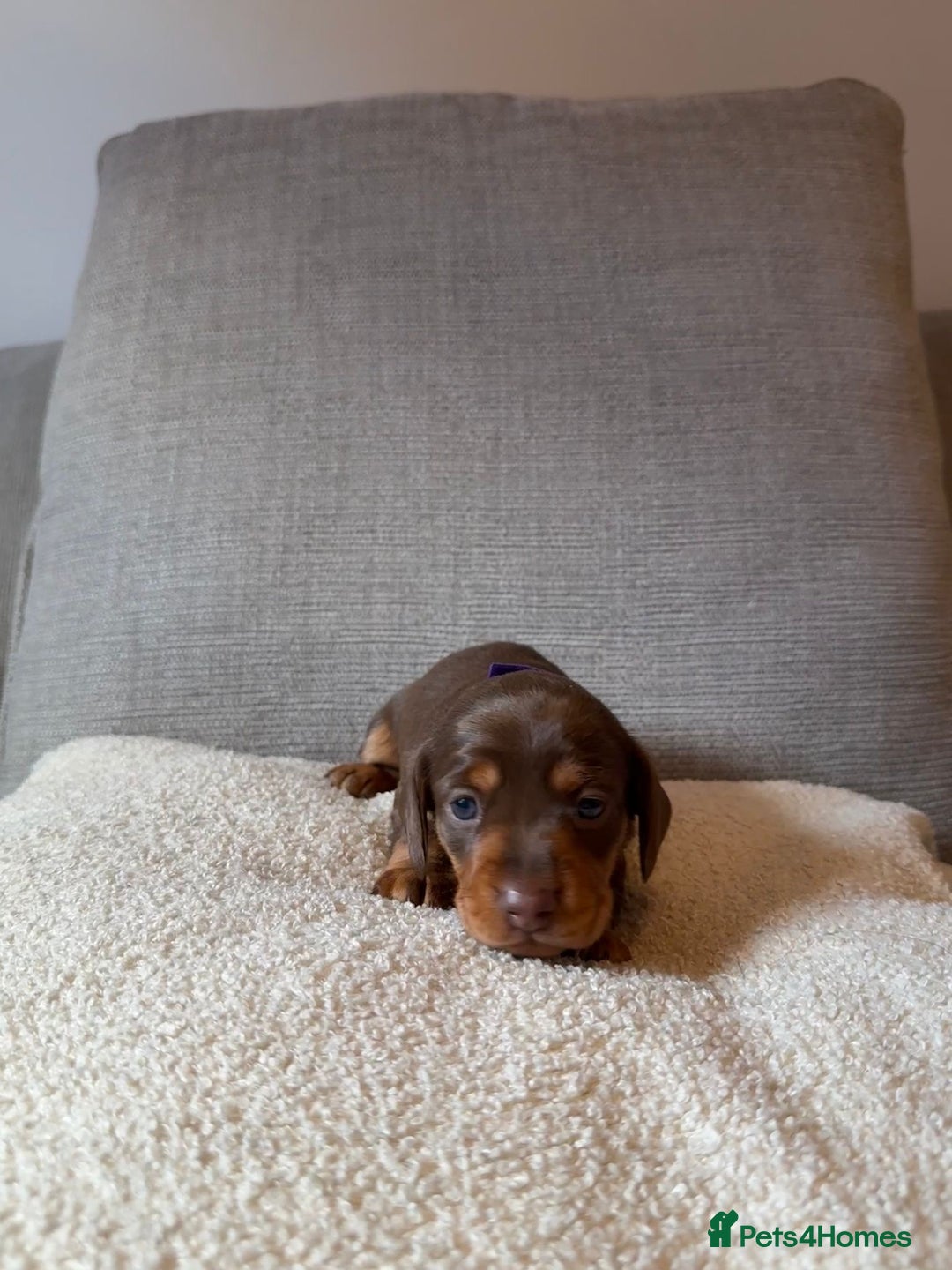 Dachshund dogs for sale: Gorgeous happy puppies  - Image 8