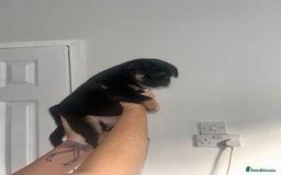 Mixed Breed dogs for sale: French pomerdogs  - Image 9