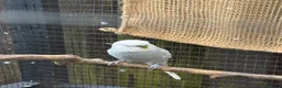Budgerigars birds for sale: Male budgies in Bury Saint Edmunds - Advert 3