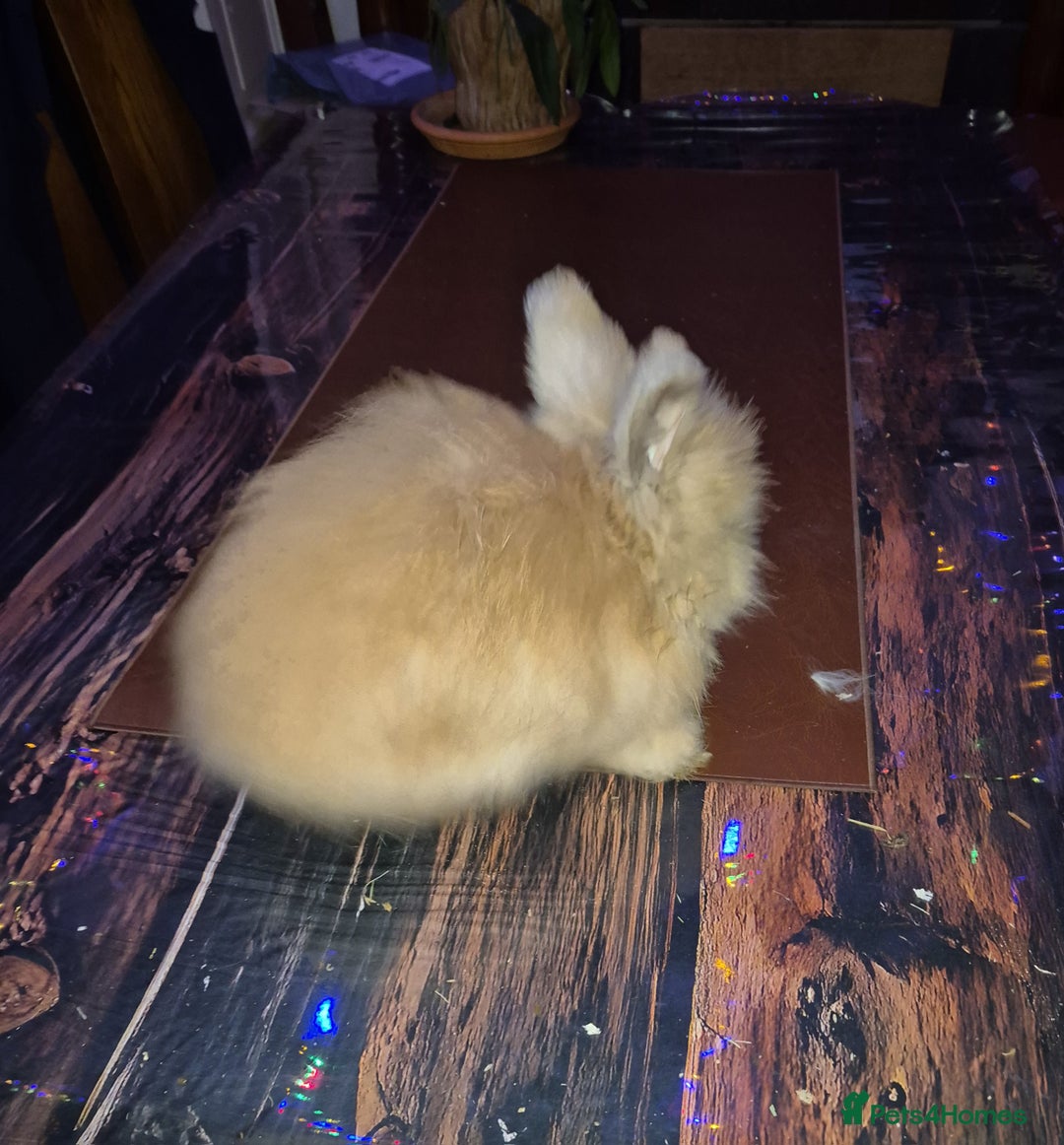 Angora rabbits for sale: Gorgeous Angora Rabbits, Pure Bred Full Faced. - Advert 8