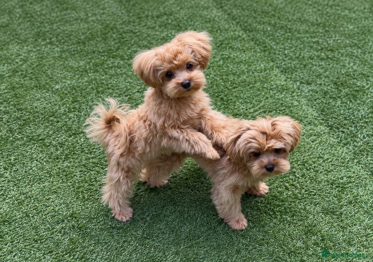 Maltipoo dogs Asian/Korean Maltipoo. DNA tested parents. - Advert 1
