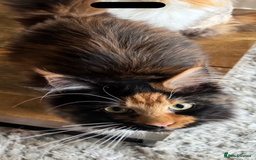 Maine Coon cats for sale: Maine coon 16 months old  - Advert 4