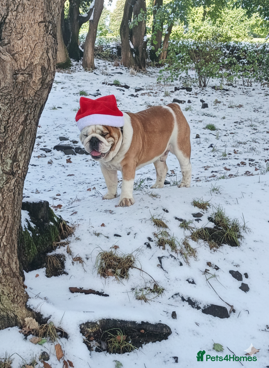 English Bulldog dogs For stud: Jaxx 9 Champions in bloodline in Brighouse - Advert 17