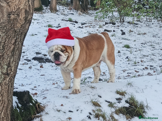 English Bulldog dogs For stud: Jaxx 9 Champions in bloodline in Brighouse - Advert 8