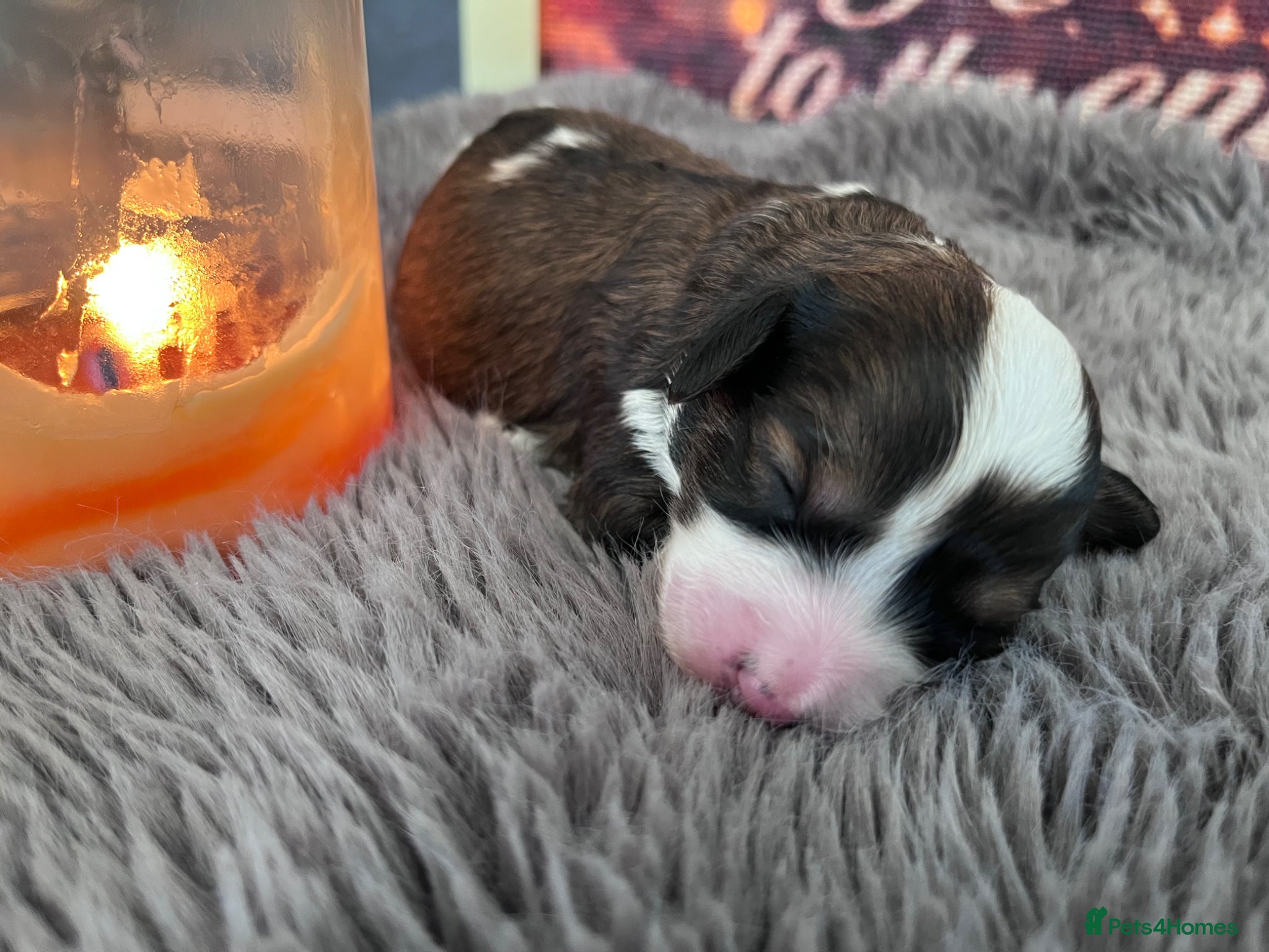 Cavapoo dogs TOY cavapoo puppies  - Advert 1