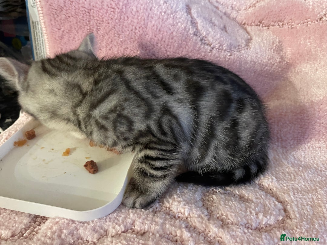 Bengal cats for sale: Bengal x kittens boys  - Advert 7