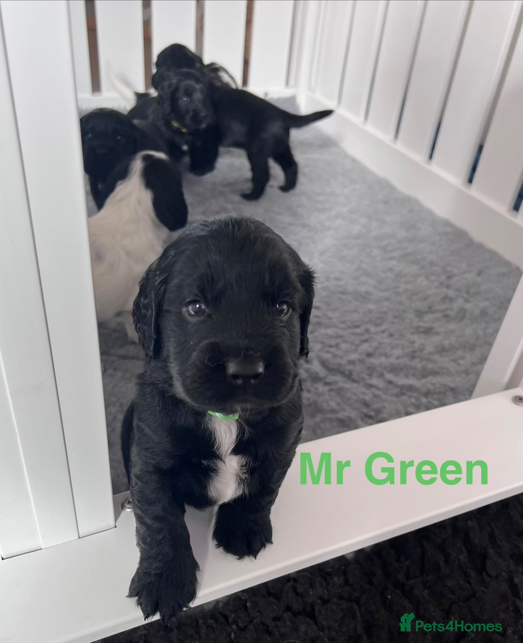 Sprocker dogs Adorable Sprocker Spaniel puppies Leeds - Advert 1