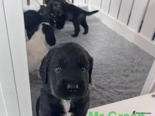 Sprocker dogs Adorable Sprocker Spaniel puppies Leeds - Advert 1