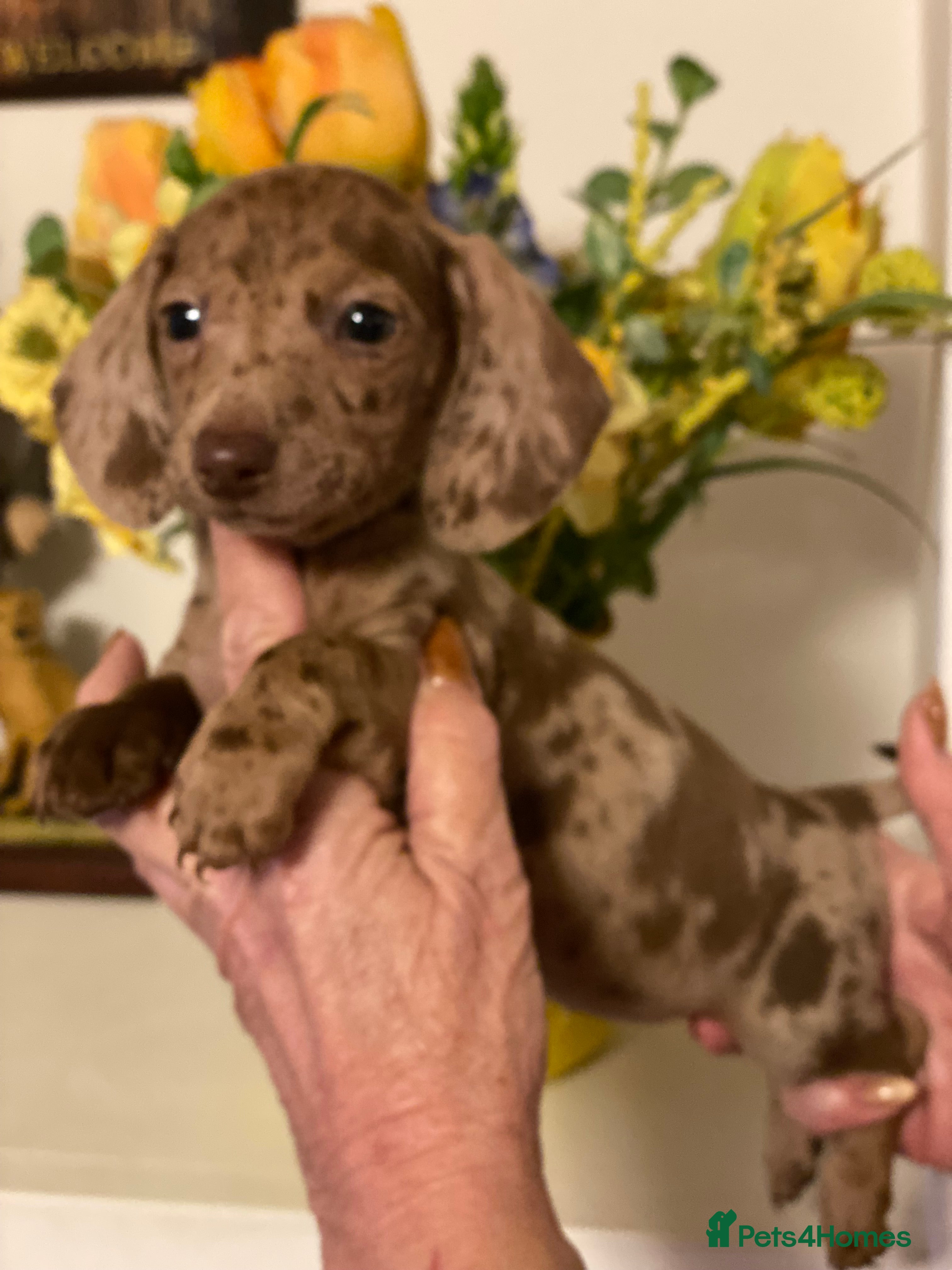 Miniature Dachshund dogs BEAUTIFUL KENNEL CLUB BOY MINIATURE DACHSHUNDS  - Advert 11