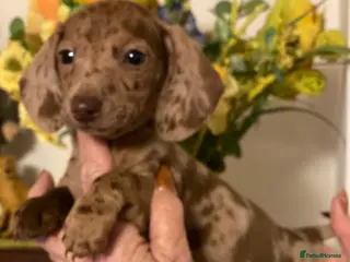 Miniature Dachshund dogs BEAUTIFUL KENNEL CLUB BOY MINIATURE DACHSHUNDS - Advert 11