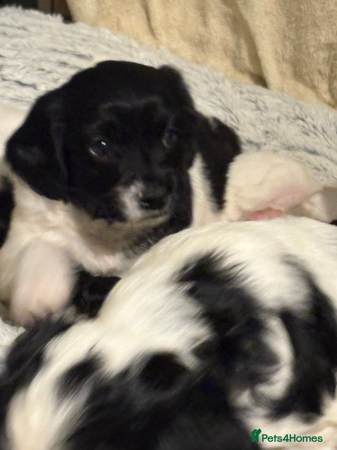 Mixed Breed dogs for sale: Two little black and white male pups left  - Advert 9