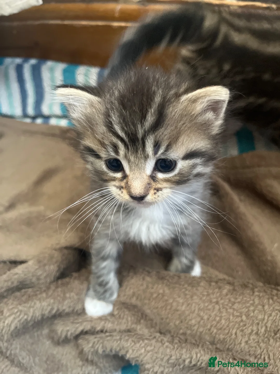 Mixed Breed cats for sale: Two Gorgeous Fluffy Female Kittens for Sale - Advert 2