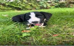 Mixed Breed dogs for sale: Pattendales cross ready now 🩷 - Image 10