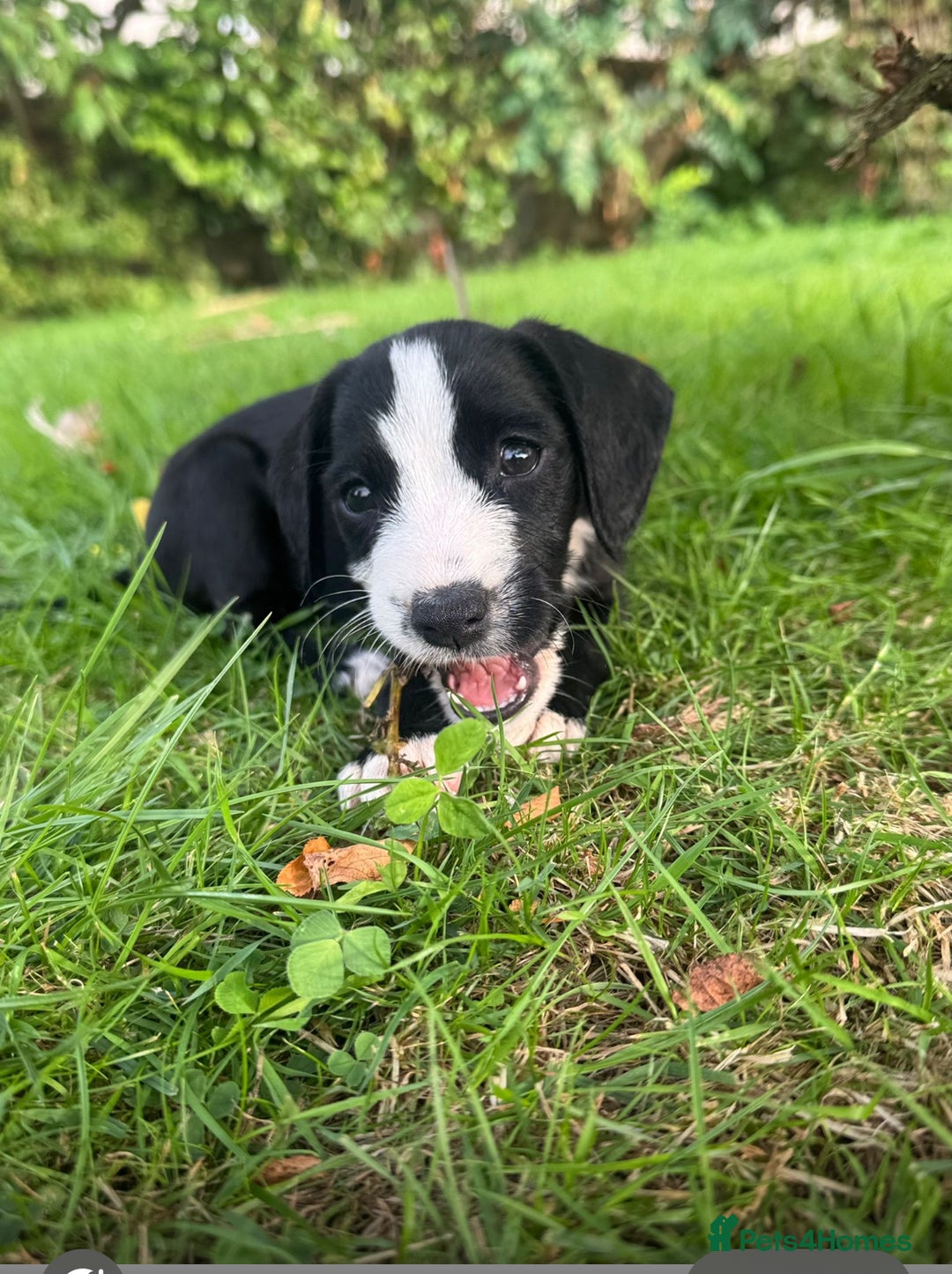 Mixed Breed dogs for sale: Pattendales cross ready now 🩷 - Image 10