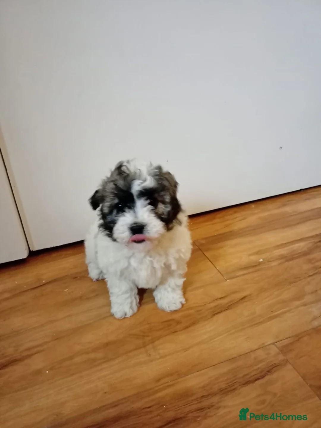 Maltipoo dogs for sale: Maltipoo puppies  - Advert 3