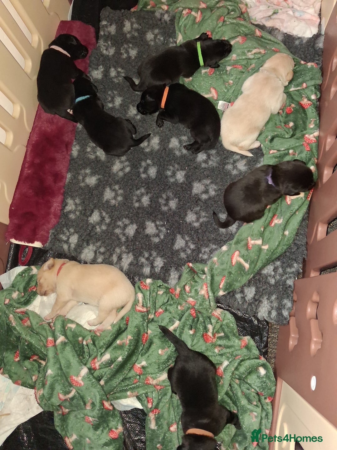 Borador dogs for sale: Borador puppies - Image 2