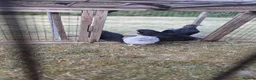 Chickens poultry for sale: Pekin lavender cuckoo bantams and burford brown  - Advert 7