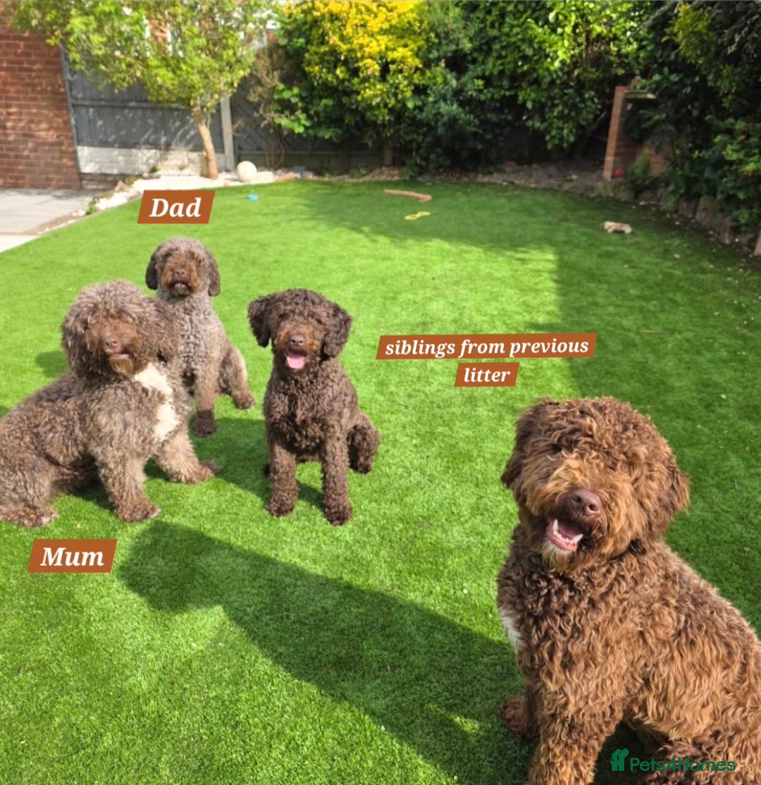 Spanish Water Dog dogs for sale: Spanish Water Dogs - expected in the New Year. - Advert 9