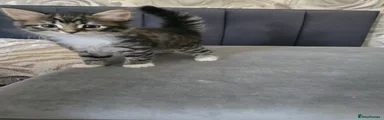 Mixed Breed Kitten 1