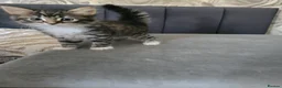 Mixed Breed cats for sale: Kittens for sale - Advert 6