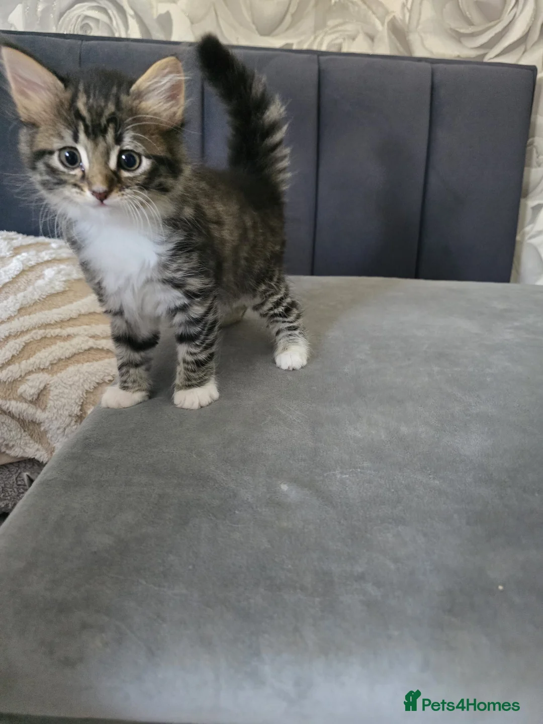 Mixed Breed cats for sale: Kittens for sale - Advert 6