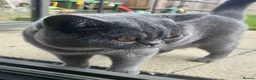 British Longhair cats for sale: British SH/Persian pretty kitten pedigree parents - Advert 9