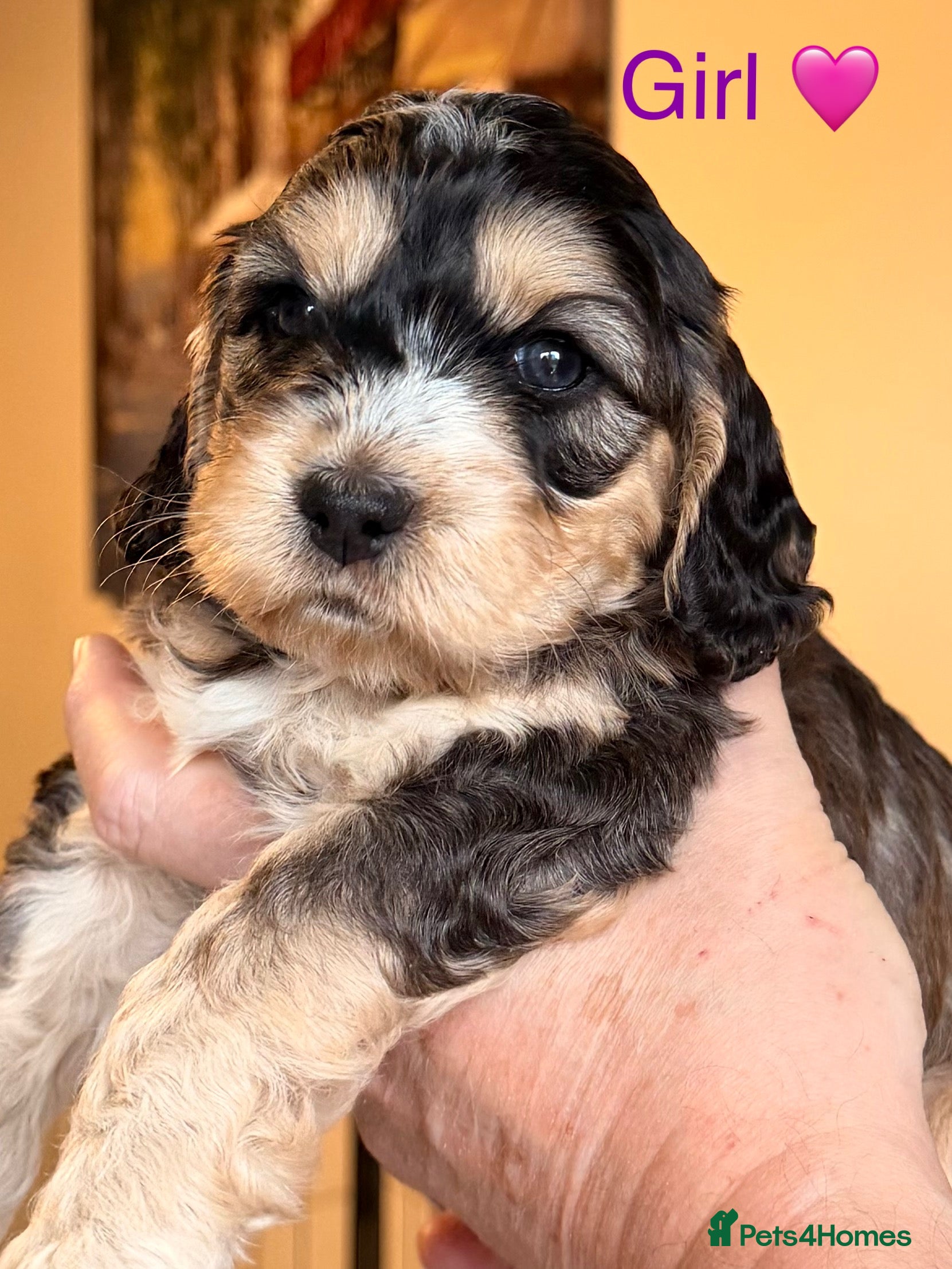 Cockapoo dogs F1 Cockapoo Puppies - Advert 11