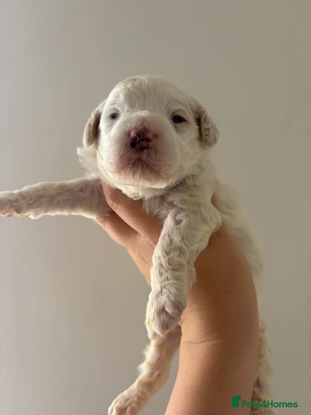 Australian Labradoodle dogs for sale: Australian Labradoodle Puppies for Sale 🐾 - Advert 2