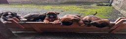 Boxer dogs for sale: Beautiful boxer puppies  in Melrose - Advert 12